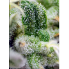 Gorilla Girl XL Auto